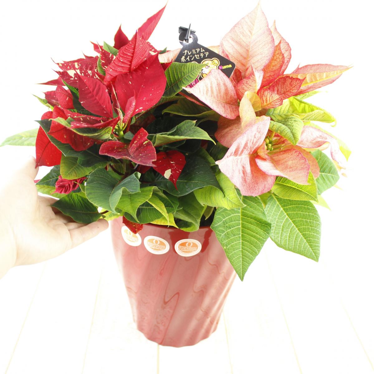 生花 即納 プレミア ポインセチア 赤ミックス系 7寸鉢 同梱不可 通販 はなどんやアソシエ