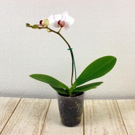 生花/即納】小輪ミディ胡蝶蘭 2.5寸カップ入り(白/リップ赤