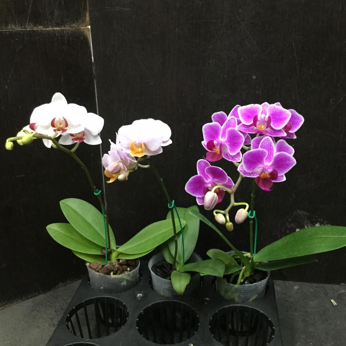 生花/即納】小輪ミディ胡蝶蘭 2.5寸カップ入り(白/リップ赤 生花/即納】小輪ミディ胡蝶蘭 2.5寸カップ入り(白/リップ赤