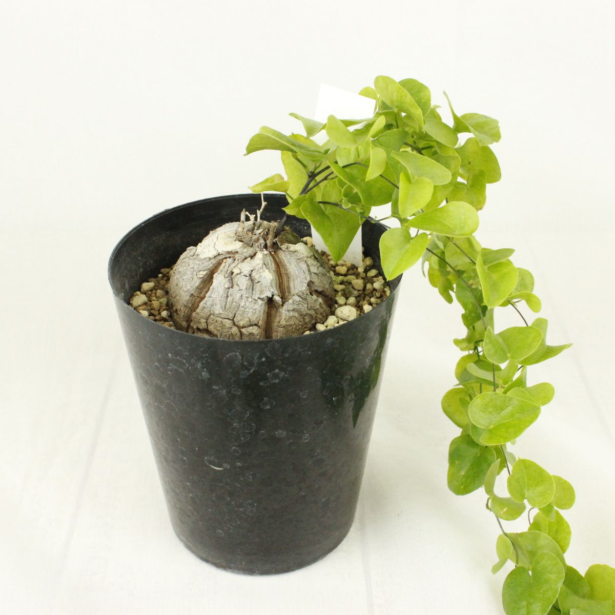 生花/鉢】亀甲竜 2寸 ※同梱不可・送料無料 - 花材通販はなどんやアソシエ