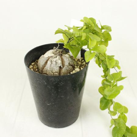 生花/鉢】亀甲竜 2寸 ※同梱不可・送料無料 - 花材通販はなどんや