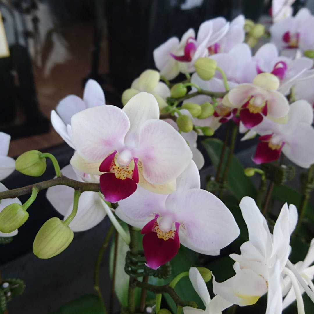 【生花/即納】小輪ミディ胡蝶蘭(淡いピンク)1本立ち 1.5寸ポット入り 花材通販はなどんやアソシエ