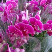 生花/即納】小輪ミディ胡蝶蘭(濃いピンク)2本立ち 2.5寸ポット入り