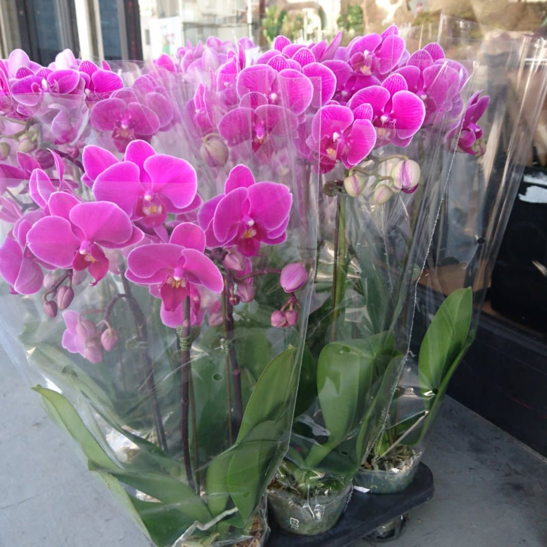生花 即納 小輪ミディ胡蝶蘭 濃いピンク 2本立ち 2 5寸ポット入り 通販 はなどんやアソシエ 生花 即納 小輪ミディ胡蝶蘭 濃いピンク 2本立ち 2 5寸ポット入り 通販 はなどんやアソシエ