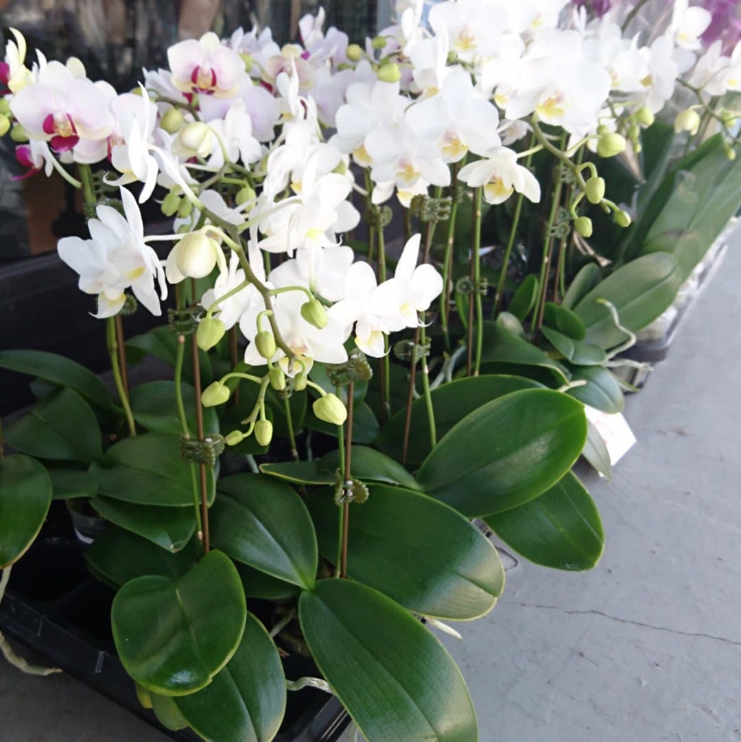 生花 即納 小輪ミディ胡蝶蘭 白 1本立ち 1 5寸ポット入り 通販 はなどんやアソシエ 生花 即納 小輪ミディ胡蝶蘭 白 1本立ち 1 5寸ポット入り 通販 はなどんやアソシエ