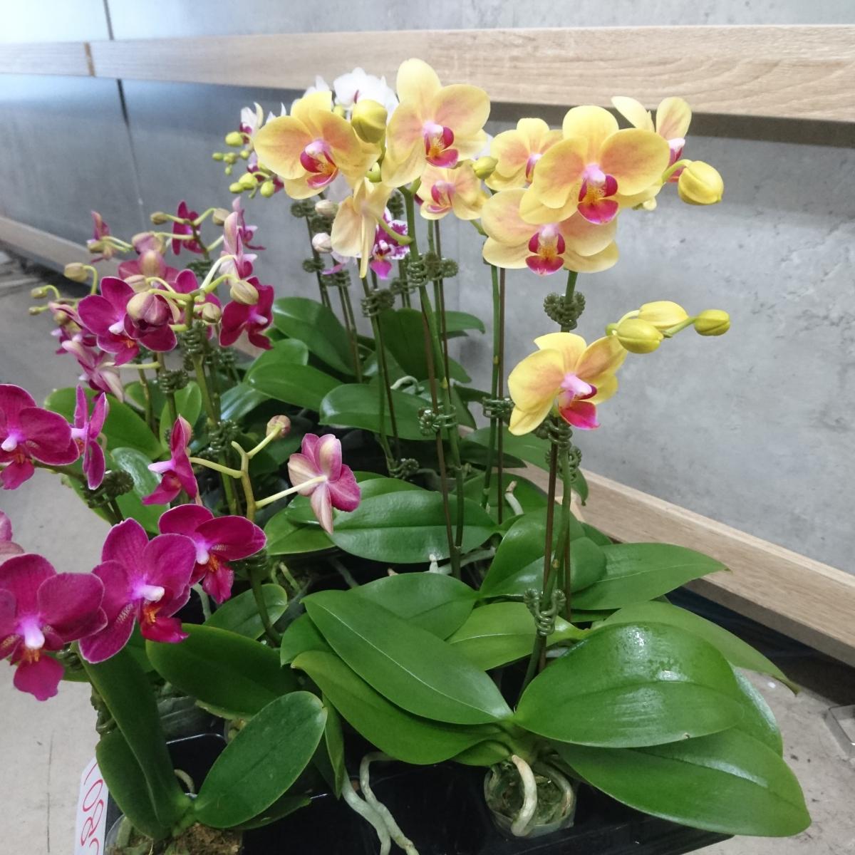 生花 即納 小輪ミディ胡蝶蘭 黄色 リップ赤 1本立ち 2 5寸ポット入り 通販 はなどんやアソシエ 生花 即納 小輪ミディ胡蝶蘭 黄色 リップ赤 1本立ち 2 5寸ポット入り 通販 はなどんやアソシエ