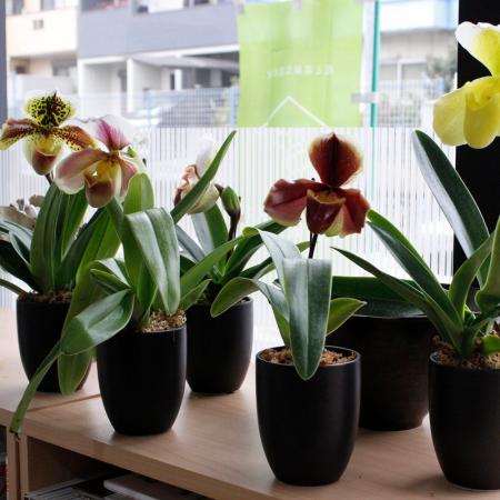 送料無料】【生花/鉢】パフィオ 4寸 ※色おまかせミックス【IT】 - 花材