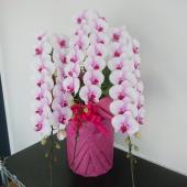 白い胡蝶蘭 多花性 ピンク鉢　造花 生花/鉢】胡蝶蘭 サクラヒメ(ピンク中輪)3本立ち ※お届け先により送料