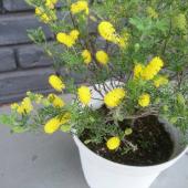 生花/即納】ミモザアカシアの鉢(6寸・モニカ)※同梱不可 - 花材通販は