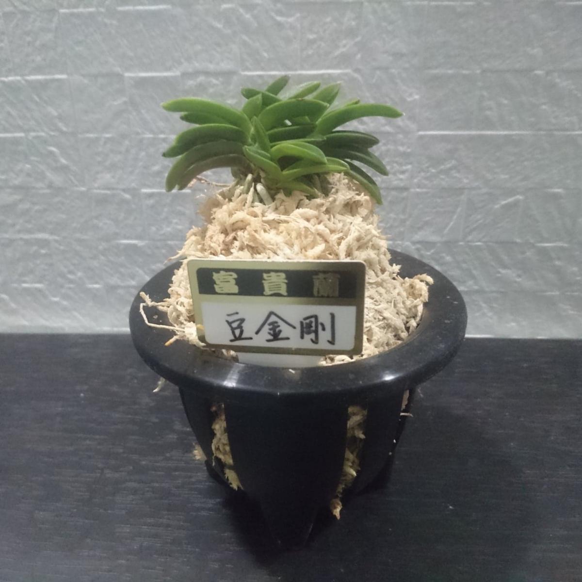 生花/即納】富貴蘭 品種おまかせ(3.5寸鉢)※花は咲いていません