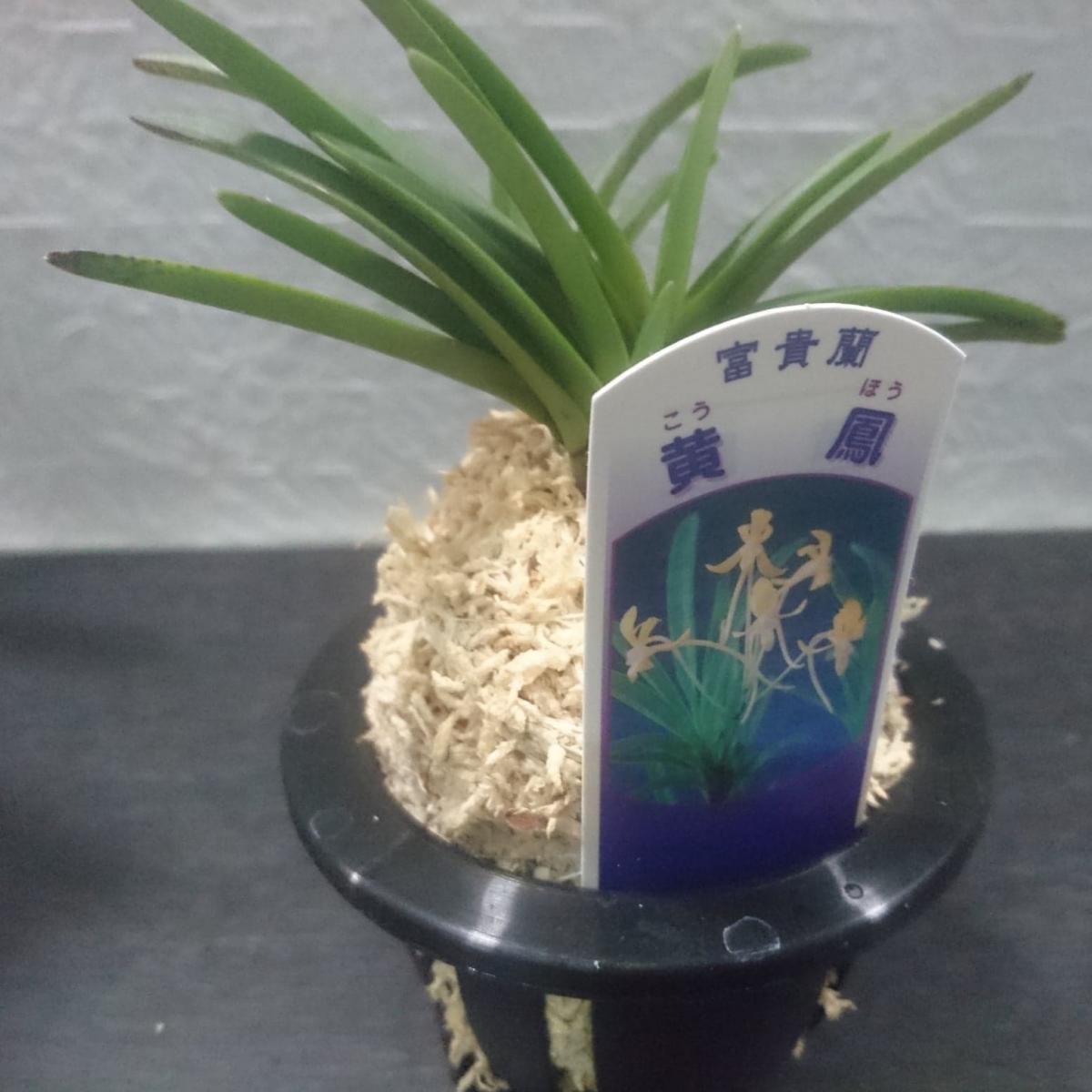 蘭花53 美花】原種交配種 開花株 2つ新芽付き オレンジピンク 洋蘭 洋
