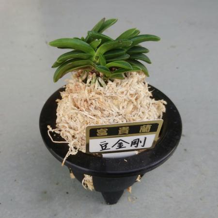 【サブレさん注文品】富貴蘭「百花繚乱」+「紫金剛」 gf-5414a_m.jpg