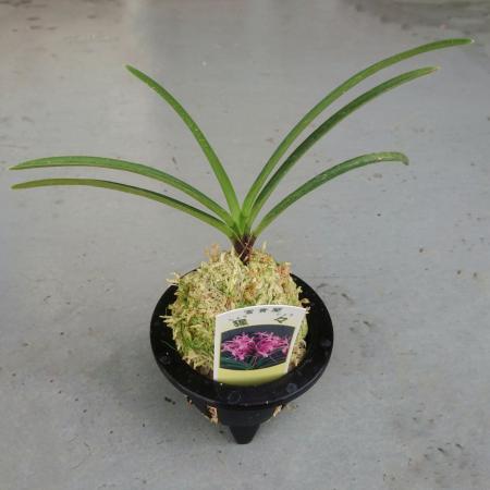 生花/即納】富貴蘭 猩々(しょうじょう)(3.5寸鉢)※花は咲いていません