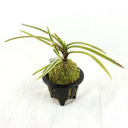 【期間限定送料無料】 生花/即納】富貴蘭 花材通販はなどんやアソシエ - 駿河覆輪(3.5寸鉢) その他