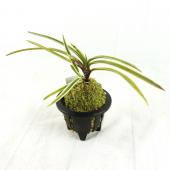 工芸ガラス　銅覆輪　葡萄文　鉢　唐木台付　時代箱付　H　R4332 生花/即納】富貴蘭 駿河覆輪(3.5寸鉢) - 花材通販はなどんやアソシエ