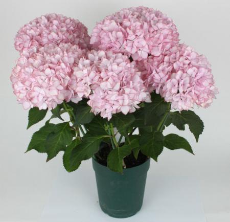 みおり様特別専用ページ　新鮮なアジサイの花房（ピンク・クリーム・緑） みおり様特別専用ページ 新鮮なアジサイの花房（ピンク・クリーム・緑）