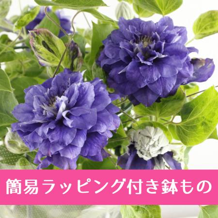 【簡易ラッピング付き】送料無料!クレマチス ◆キリテカナワ(八重青系) 【6号鉢・取り寄せ】※同梱不可::母の日鉢もの特集
