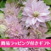 簡易ラッピング付き】送料無料!クレマチス ◇春姫(八重咲き淡桃〜白