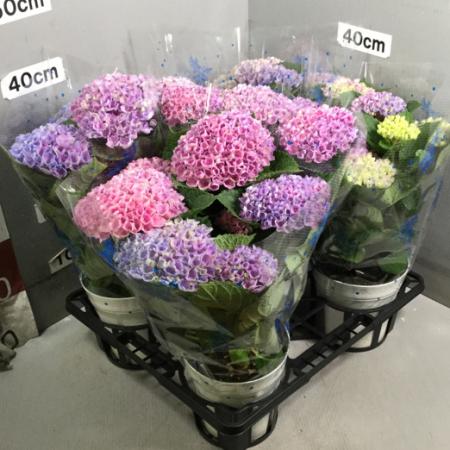 送料無料!アジサイ ◆マジカルレボリューション 【5号鉢・取り寄せ】※同梱不可::母の日鉢もの特集