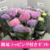 現品☆ハイドランジア☆秋色アジサイ「マジカルレボリューション