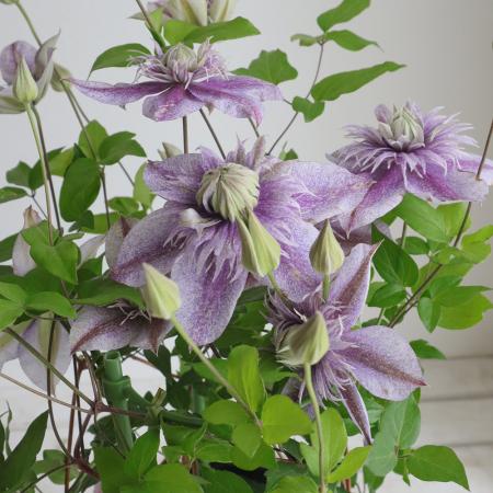 【生花/即納】鉢物クレマチス◆水面の妖精5寸(薄紫・アンティーク系※同梱不可