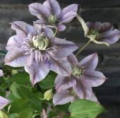 クレマチス 薄紫の花鉢 送料無料】鉢物クレマチス◇水面の妖精(薄紫・アンティーク系)6号 5/7