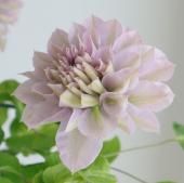 送料無料】鉢物クレマチス◇ゆいか(ピンク) 5/2-6 ※北海道・九州・沖縄