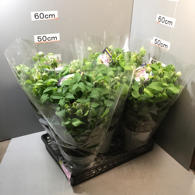 簡易ラッピング付き 送料無料 クレマチス ダンシングスマイル 八重ピンク系 5号鉢 取り寄せ 同梱不可 母の日鉢もの特集 通販 はなどんやアソシエ 簡易ラッピング付き 送料無料 クレマチス ダンシングスマイル 八重ピンク系 5号鉢 取り寄せ 同梱不可 母の日鉢もの特集 通販 はなどんやアソシエ