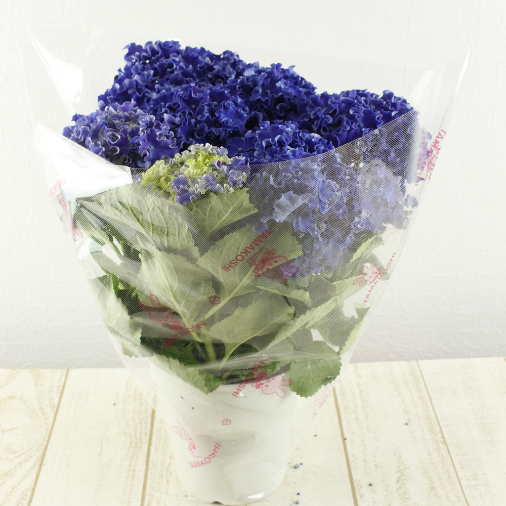 送料無料 アジサイ カーリースパークル 青系フリル弁 5号鉢 取り寄せ 同梱不可 母の日鉢もの特集 通販 はなどんやアソシエ 送料無料 アジサイ カーリースパークル 青系フリル弁 5号鉢 取り寄せ 同梱不可 母の日鉢もの特集 通販 はなどんやアソシエ