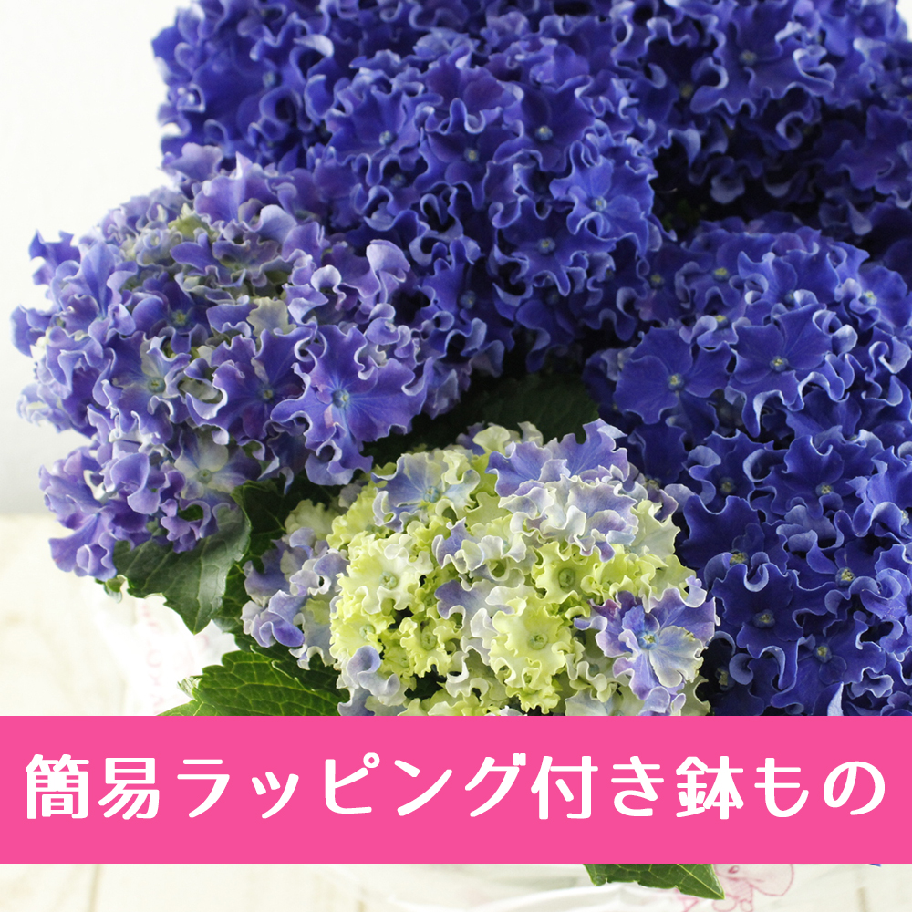 簡易ラッピング付き】送料無料!アジサイ◇カーリースパークル