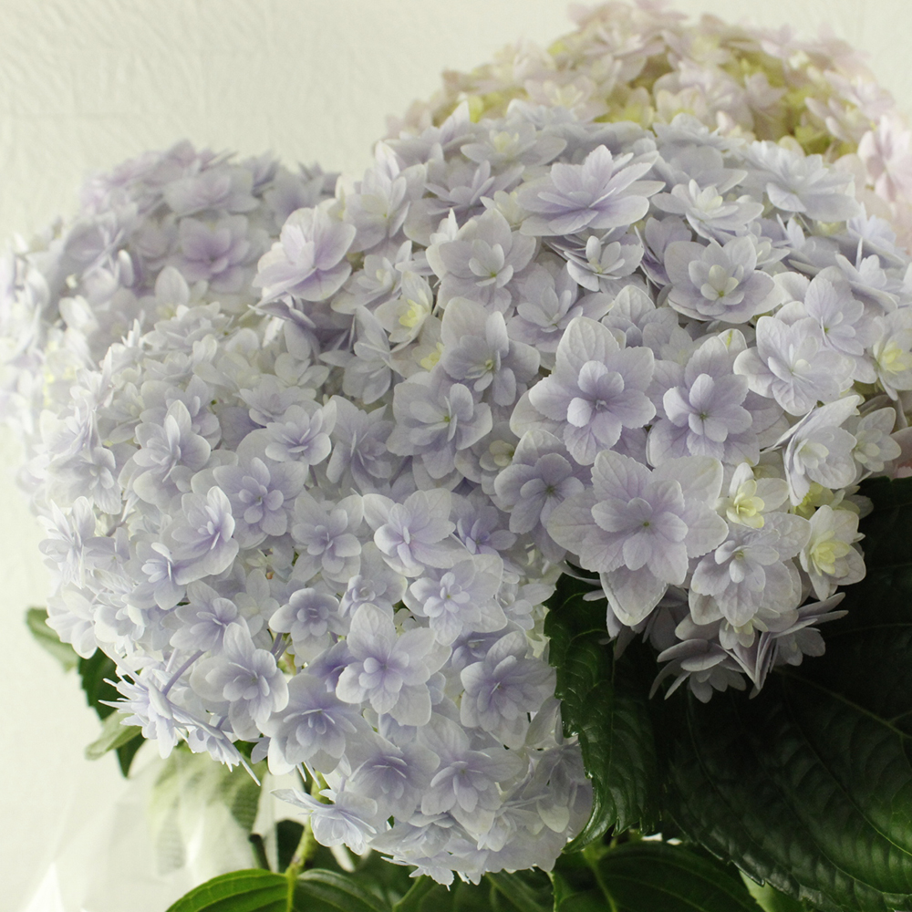 送料無料 アジサイ てまりてまり 八重咲き 5号鉢 取り寄せ 同梱不可 母の日鉢もの特集 通販 はなどんやアソシエ 送料無料 アジサイ てまりてまり 八重咲き 5号鉢 取り寄せ 同梱不可 母の日鉢もの特集 通販 はなどんやアソシエ