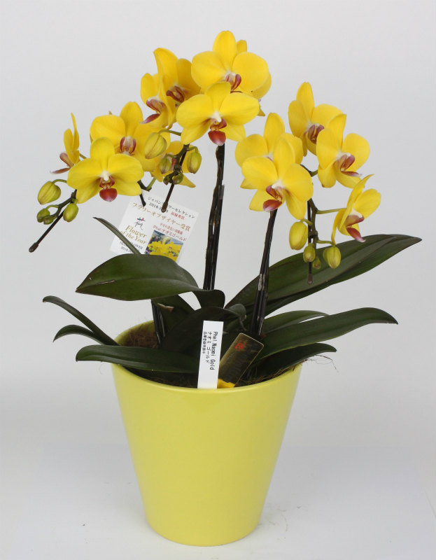 ナルナ プレミアム 30g 送料無料】【生花/鉢】ファレノ ナオミゴールド 3本立ち(5.5号鉢)※届日