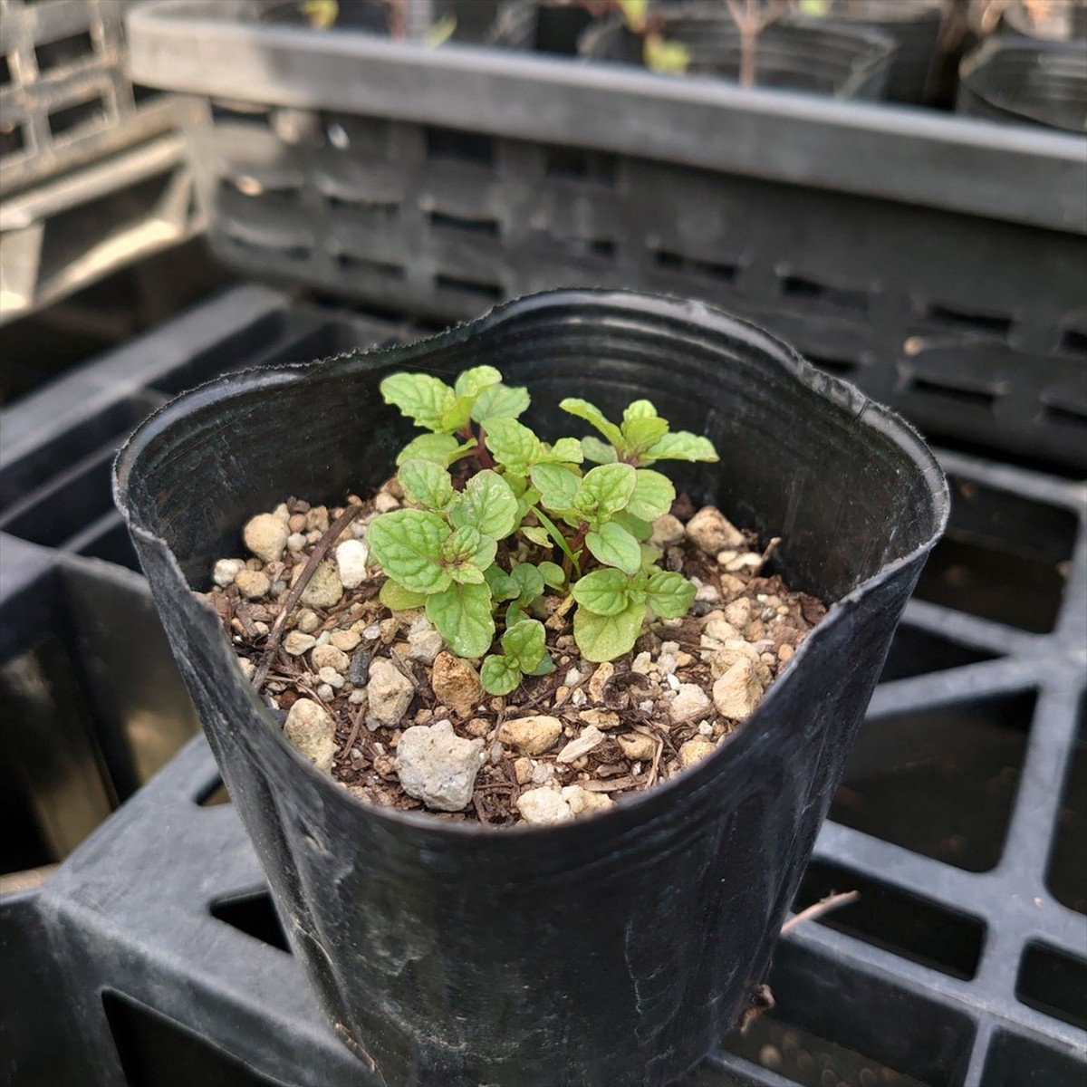 送料無料 生花 直送 スペアミント苗 2鉢 お届け日指定不可 お届けについて商品説明を必ずご確認下さい 通販 はなどんやアソシエ