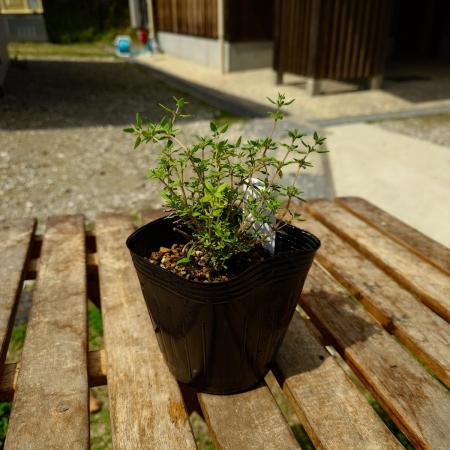 【送料無料】【生花/直送】ハーブ苗　コモンタイム 4号 ※ お届け日指定不可・お届けについて商品説明を必ずご確認下さい