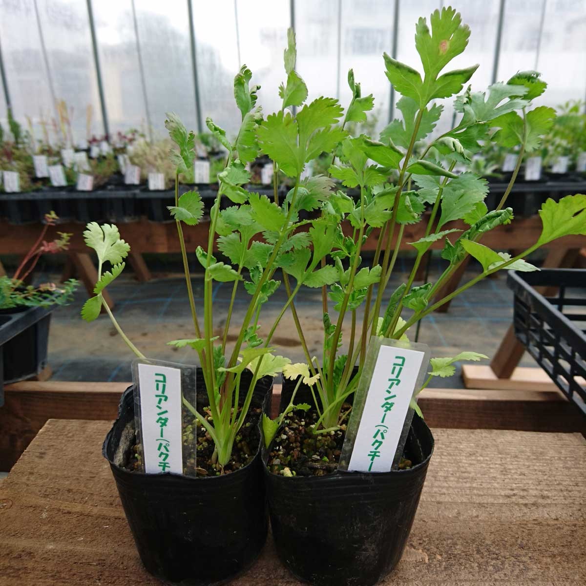 送料無料 生花 直送 コリアンダー パクチー 苗 2鉢 お届け日指定不可 お届けについて商品説明を必ずご確認下さい 通販 はなどんやアソシエ 送料無料 生花 直送 コリアンダー パクチー 苗 2鉢 お届け日指定不可 お届けについて商品説明を必ずご確認下さい 通販 はなどんやアソシエ