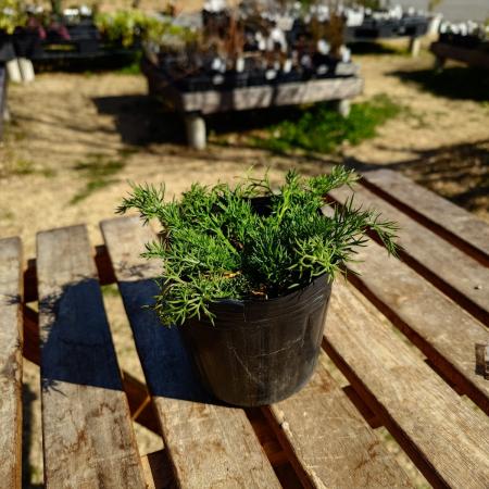 【送料無料】【生花/直送】ハーブ苗　ジャーマンカモミール4号 ※ お届け日指定不可・お届けについて商品説明を必ずご確認下さい