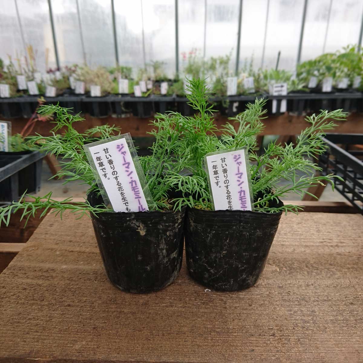 送料無料 生花 直送 ジャーマンカモミール苗 2鉢 お届け日指定不可 お届けについて商品説明を必ずご確認下さい 通販 はなどんやアソシエ 送料無料 生花 直送 ジャーマンカモミール苗 2鉢 お届け日指定不可 お届けについて商品説明を必ずご確認下さい 通販 はなどんやアソシエ