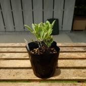 送料無料】【生花/直送】ハーブ苗 ホワイトセージ4号 ※ お届け日