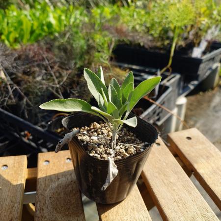 送料無料 生花 直送 ハーブ苗 ホワイトセージ苗 2鉢 お届け日指定不可 お届けについて商品説明を必ずご確認下さい 通販 はなどんやアソシエ 送料無料 生花 直送 ハーブ苗 ホワイトセージ苗 2鉢 お届け日指定不可 お届けについて商品説明を必ずご確認下さい 通販 はなどんやアソシエ