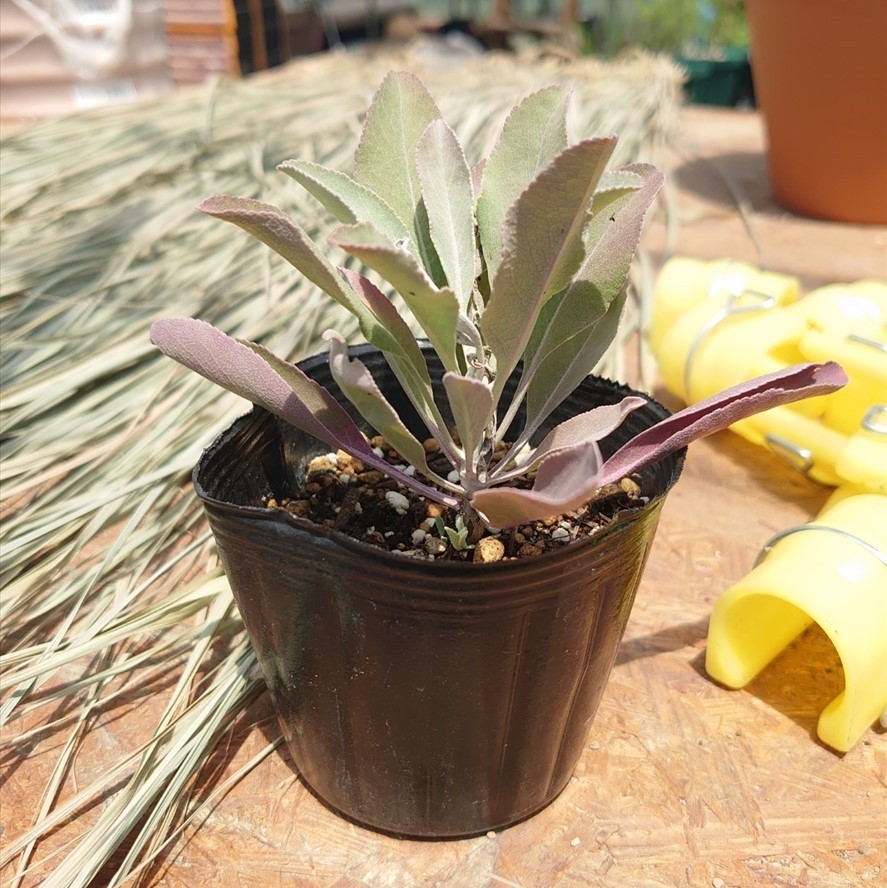 送料無料 生花 直送 ホワイトセージ苗 2鉢 お届け日指定不可 お届けについて商品説明を必ずご確認下さい 通販 はなどんやアソシエ 送料無料 生花 直送 ホワイトセージ苗 2鉢 お届け日指定不可 お届けについて商品説明を必ずご確認下さい 通販 はなどんやアソシエ