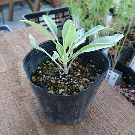 送料無料 生花 直送 ハーブ苗 ホワイトセージ苗 2鉢 お届け日指定不可 お届けについて商品説明を必ずご確認下さい 通販 はなどんやアソシエ 送料無料 生花 直送 ハーブ苗 ホワイトセージ苗 2鉢 お届け日指定不可 お届けについて商品説明を必ずご確認下さい 通販 はなどんやアソシエ