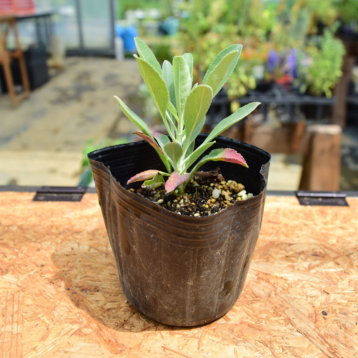 送料無料 生花 直送 ハーブ苗 ホワイトセージ苗 2鉢 お届け日指定不可 お届けについて商品説明を必ずご確認下さい 通販 はなどんやアソシエ 送料無料 生花 直送 ハーブ苗 ホワイトセージ苗 2鉢 お届け日指定不可 お届けについて商品説明を必ずご確認下さい 通販 はなどんやアソシエ