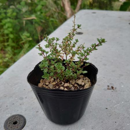 【送料無料】【生花/直送】ハーブ苗　ベルガモットタイム ※ お届け日指定不可・お届けについて商品説明を必ずご確認下さい