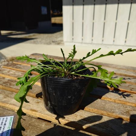 【送料無料】【生花/直送】ハーブ苗　セルバチコ4号 ※ お届け日指定不可・お届けについて商品説明を必ずご確認下さい