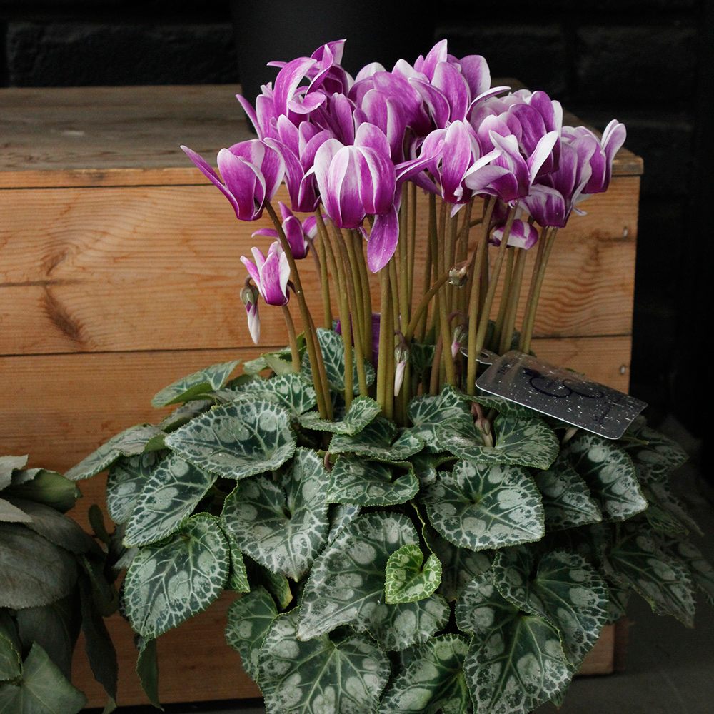 胡蝶　シクラメン 6号 紫と白のストライプ　美品 送料無料】 胡蝶八重 ◇プレミアムブルーシクラメン 【※届日限定:12/5