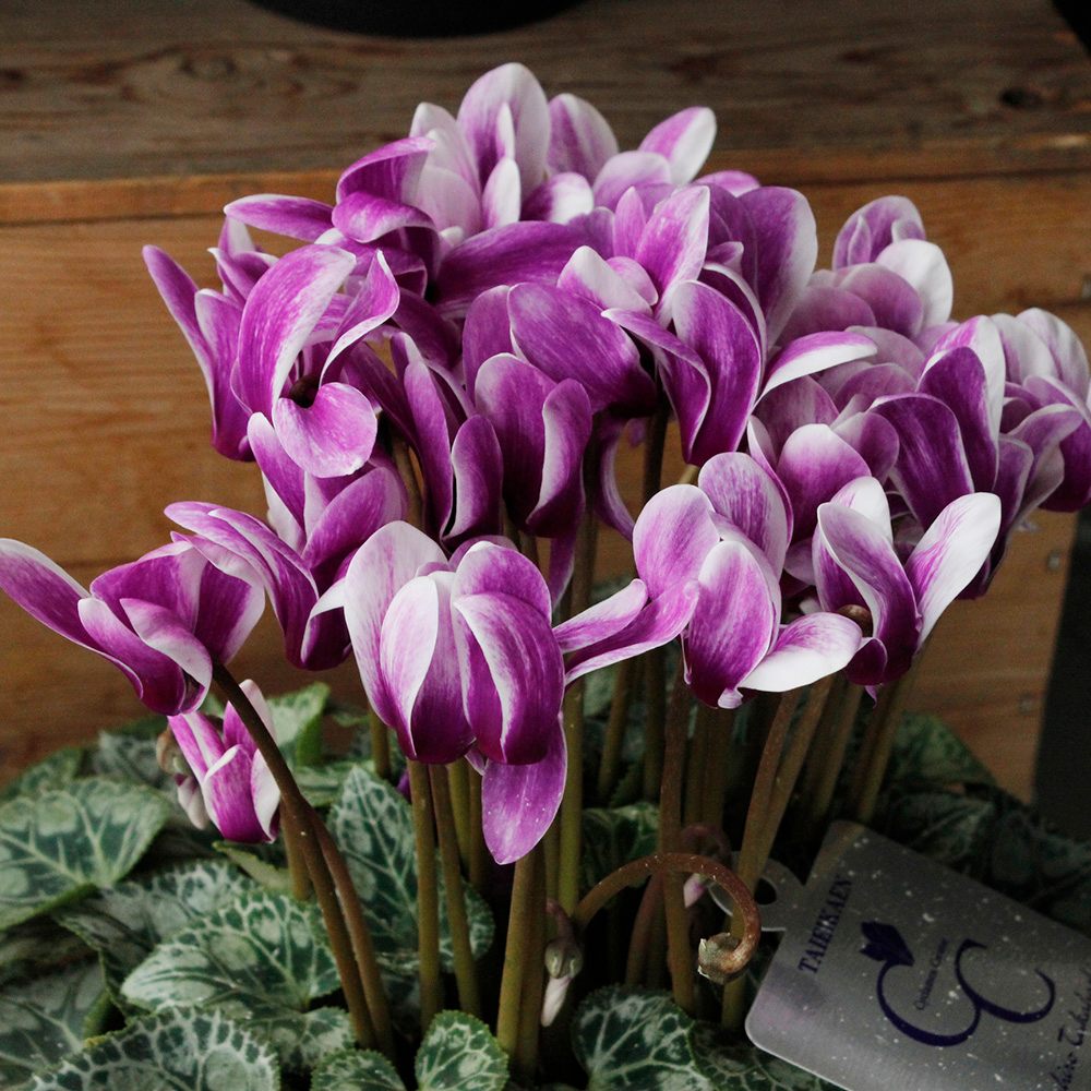 送料無料】 胡蝶 ◇プレミアムブルーシクラメン ※同梱不可※北海道