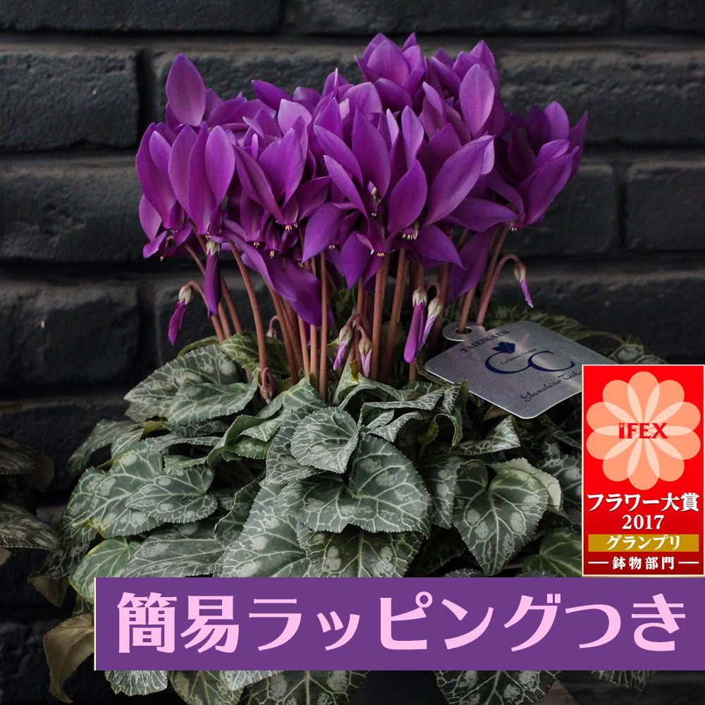 簡易ラッピング付き】 江戸の青 ◇プレミアムブルーシクラメン 【12/6