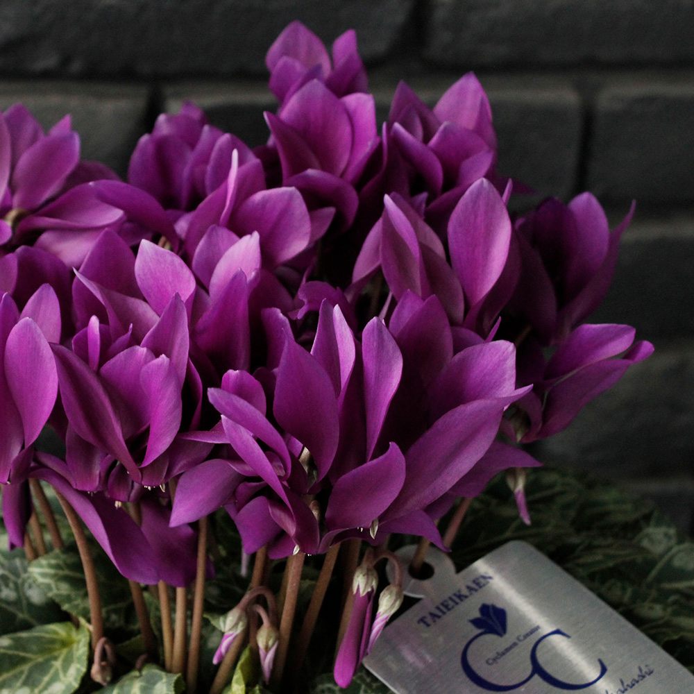 簡易ラッピング付き】 江戸の青 ◇プレミアムブルーシクラメン 【12/6