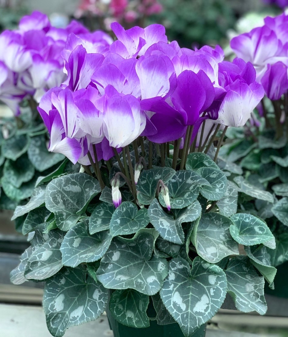 送料無料】かんざし ◇プレミアムブルーシクラメン ※同梱不可※北海道