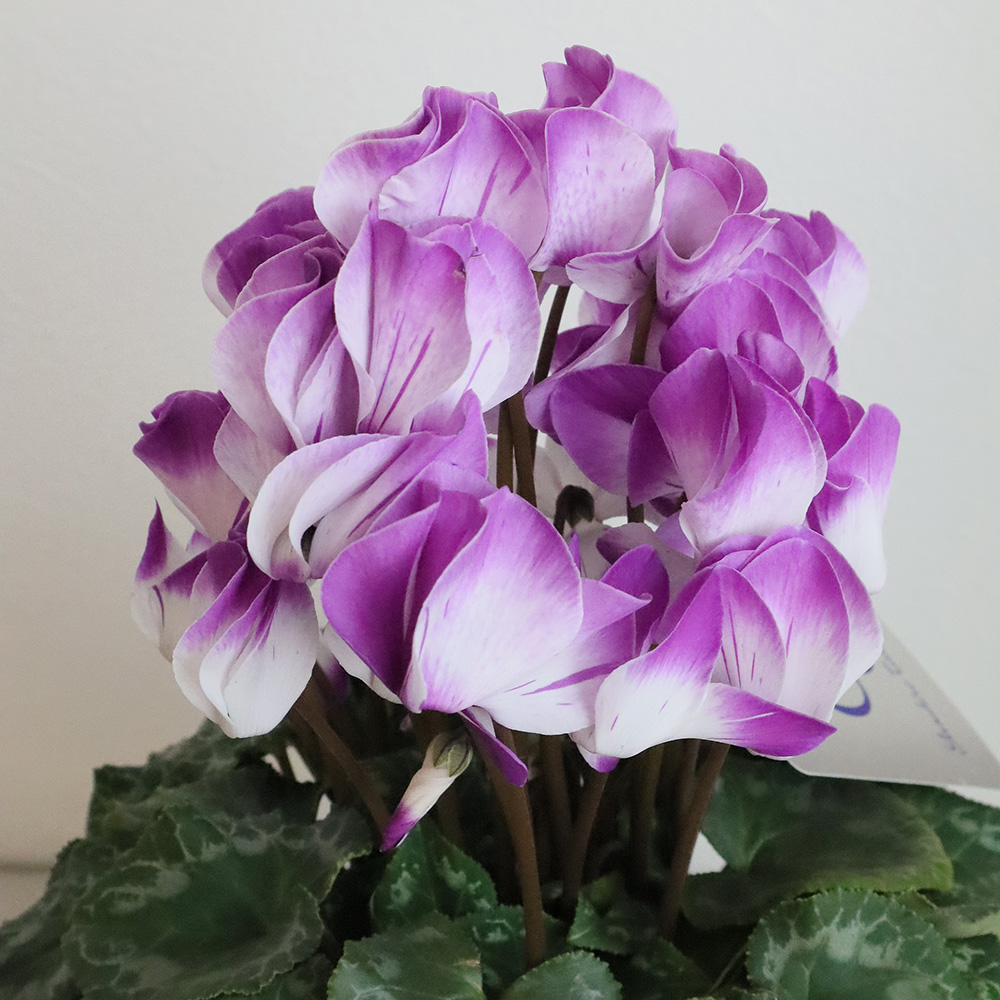 送料無料】かんざし ◇プレミアムブルーシクラメン ※同梱不可※北海道